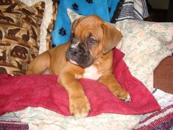 Puppies for Sale